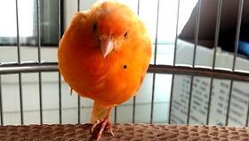 金丝雀在线视频,揭秘虚拟世界的魅力与挑战  第2张