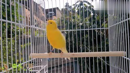 金丝雀在线视频,揭秘虚拟世界的魅力与挑战  第3张