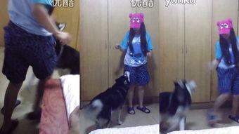 美女和狗在线视频,温馨互动，治愈系在线视频集锦  第3张