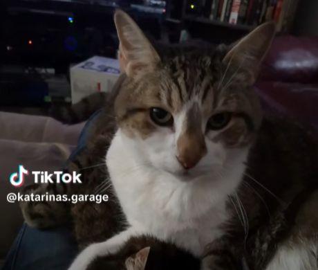 猫咪网友在线视频,猫咪萌态视频集锦