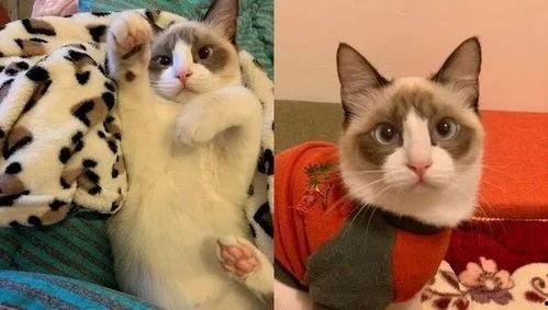 猫咪网友在线视频,猫咪萌态视频集锦  第2张