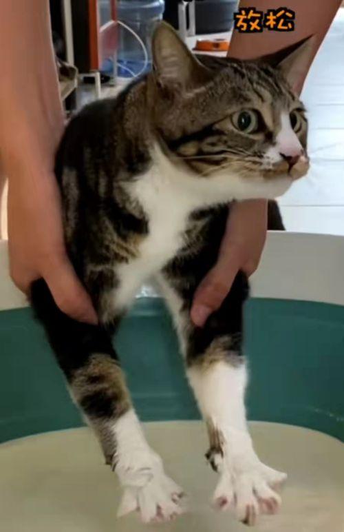 猫咪网友在线视频,猫咪萌态视频集锦  第3张