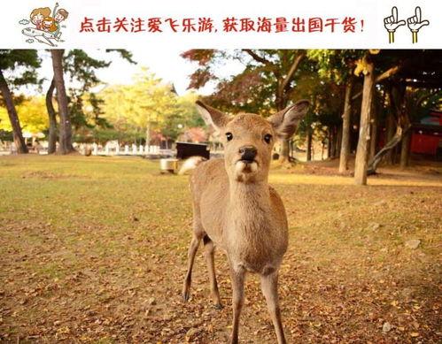 萌尾鹿在线视频播放,带你领略可爱鹿角的魅力瞬间  第3张